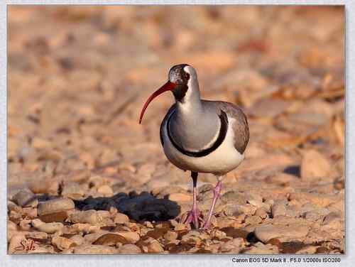 北京白河峡谷－鹮嘴鹬（大图）