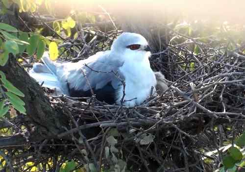 艰难生存的黑翅鸢