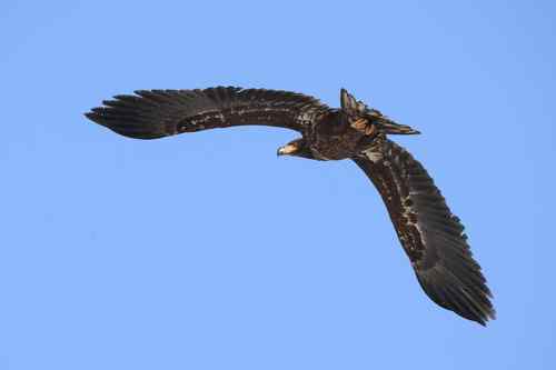 白尾海雕飞行版