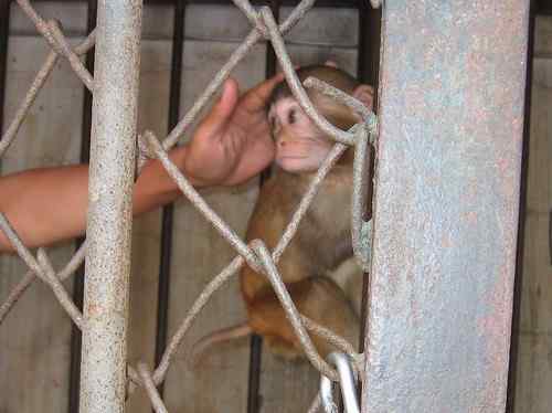 这些年干的这些（护鸟爱鸟）事