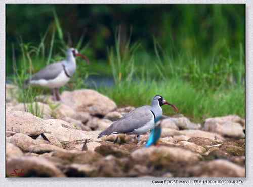 北京白河峡谷－鹮嘴鹬（大图）