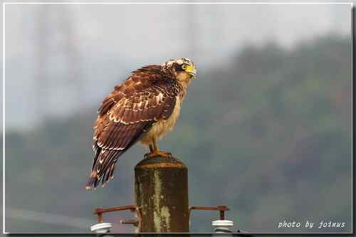 大冠鹫亞成 台湾特有鸟类