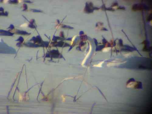 环志天鹅来到了三门峡