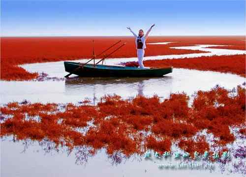 鸟网创始人段文科湿地拍鸟生涯