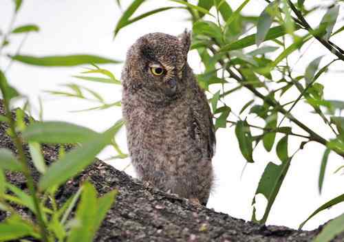 山西黎城 东方角鴞