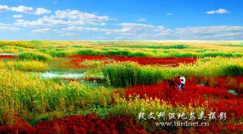 鸟网创始人段文科湿地拍鸟生涯