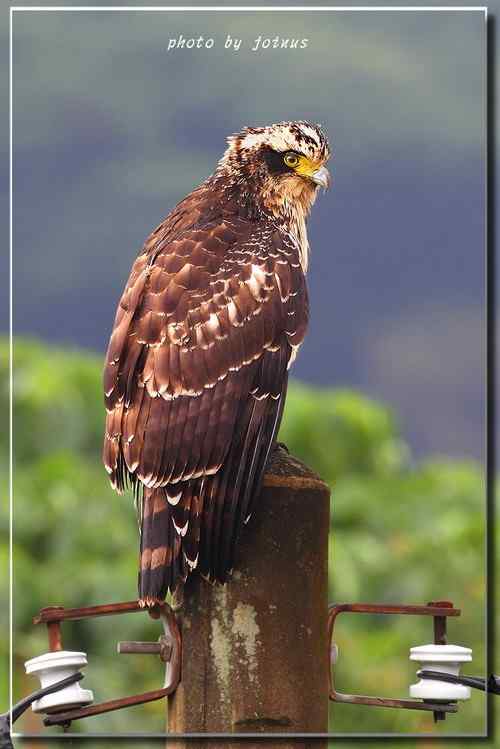 大冠鹫亞成 台湾特有鸟类