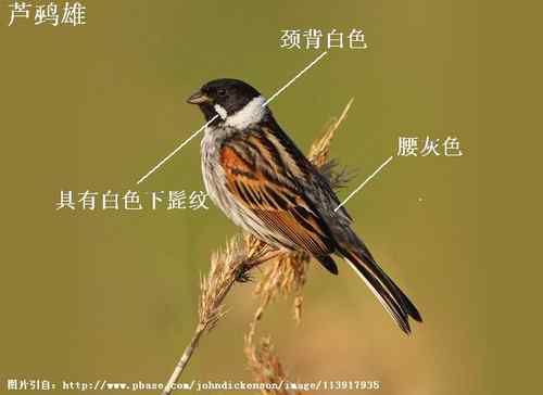 几种鹀的识别：芦鹀、苇鹀、红颈苇鹀