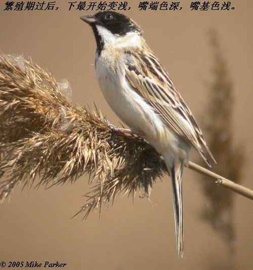 几种鹀的识别：芦鹀、苇鹀、红颈苇鹀