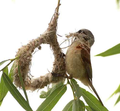 愤怒与感叹：毁坏鸟巢