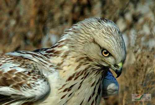 毛脚鵟与老鼠 请欣赏