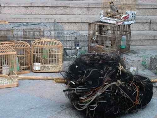 这些年干的这些（护鸟爱鸟）事