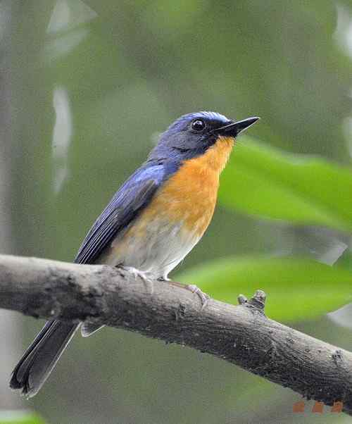 山蓝仙鹟喜欢在密林中