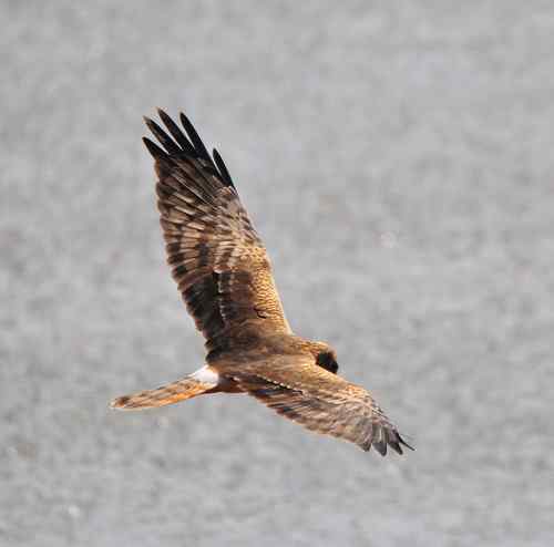 这一组是白尾鹞吧？