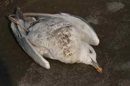 为它们祈祷 死去的银鸥和野鸭
