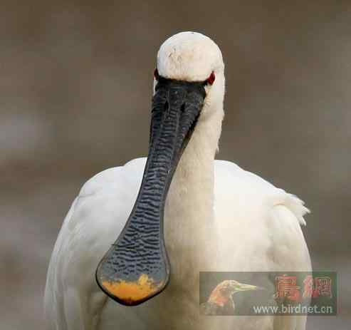 国家二级保护动物  秋季白琵鹭