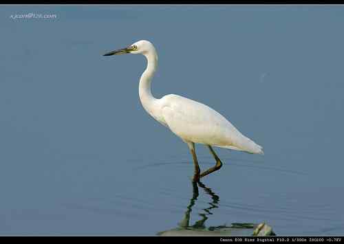 让人担忧的鹭鸟生存环境