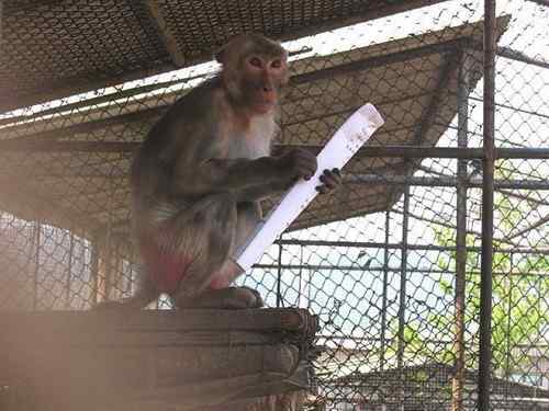 这些年干的这些（护鸟爱鸟）事