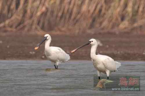 国家二级保护动物  秋季白琵鹭