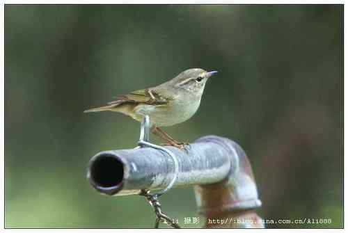 请帮助辨别这些柳鶑