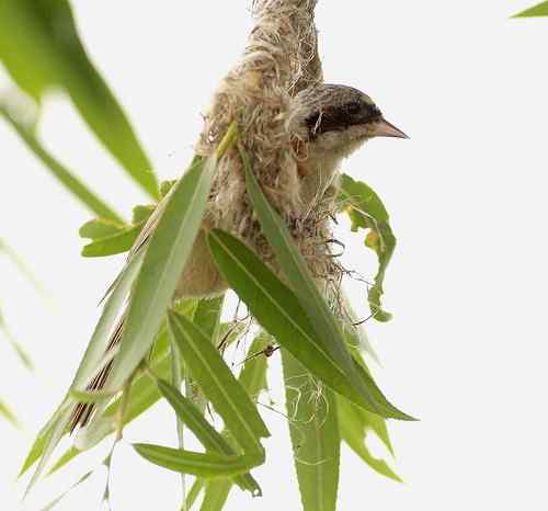 愤怒与感叹：毁坏鸟巢