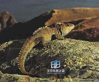 哺乳动物起源的过程