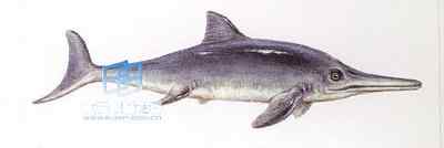 海生的古爬行动物