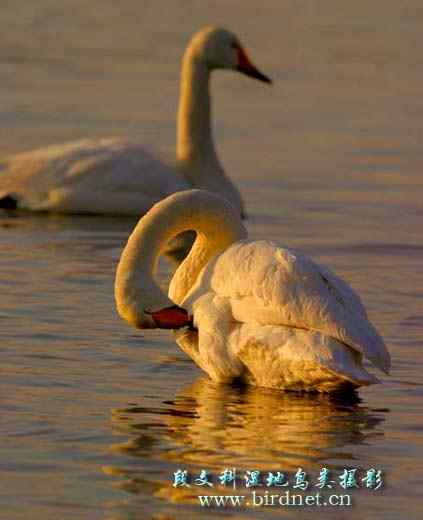 大天鹅清晨的梳妆