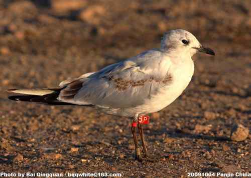 2010年鸟类环志收集汇总贴