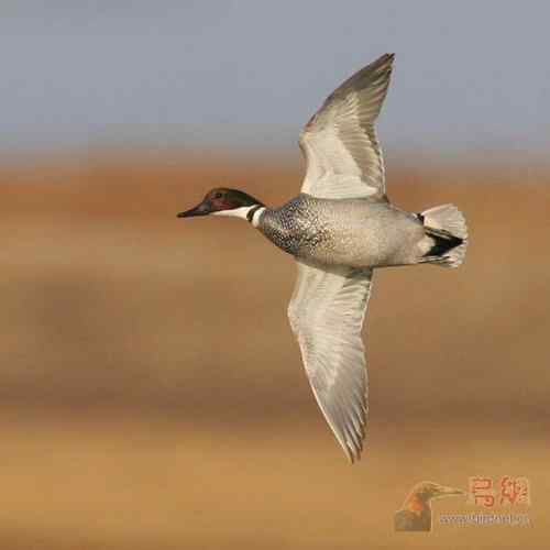 鸟类介绍---罗纹鸭