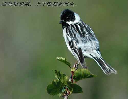 几种鹀的识别：芦鹀、苇鹀、红颈苇鹀