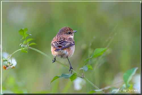 黑喉鴝【组图】