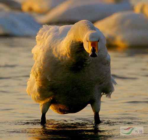 鸟网最幽默最诙谐的鸟类图片【组图】