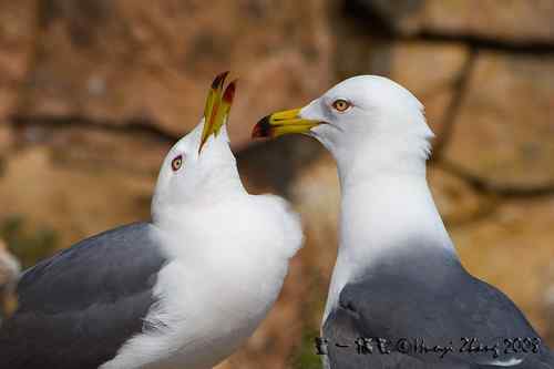 在美国几乎看不到的黑尾鸥