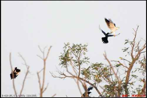 艰难生存的黑翅鸢