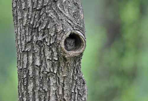 山西黎城 东方角鴞