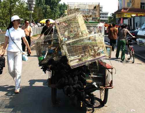 这些年干的这些（护鸟爱鸟）事