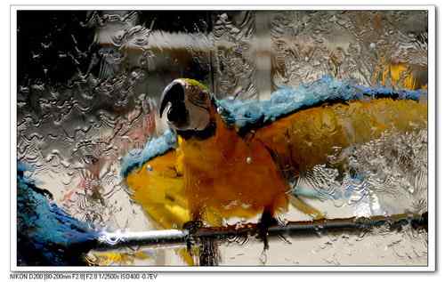 新感觉——鹦鹉