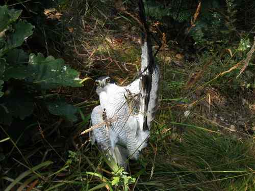 这些年干的这些（护鸟爱鸟）事