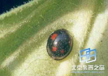 蒙古光瓢虫