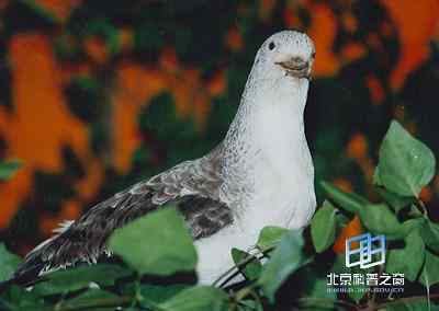 中型海鸟 白额鹱