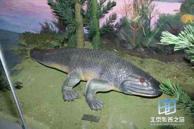 脊椎动物登陆所面临的问题