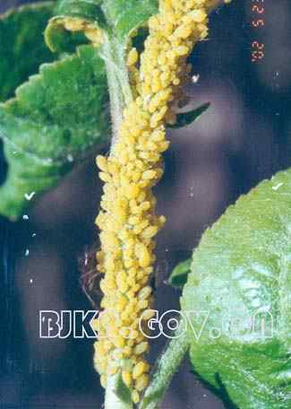 昆虫的种类与分类