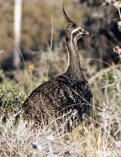 凤头䳍鸟(图)欣赏