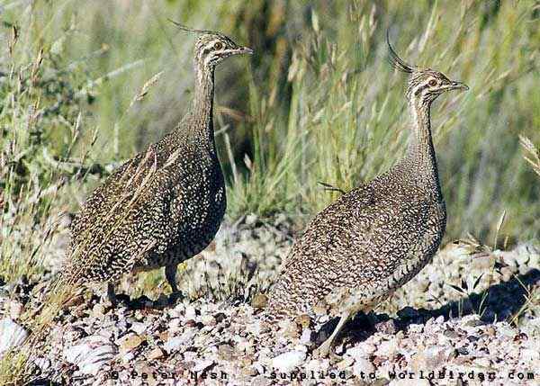 凤头䳍鸟(图)欣赏