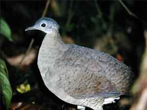 大䳍鸟(图)欣赏