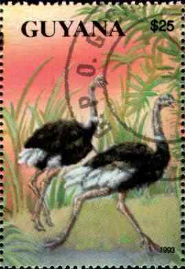 圭亚那鸵鸟邮票