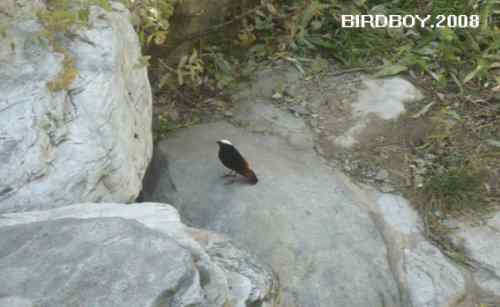 植物园来了一只白顶溪鸲