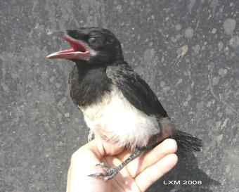 “创意市集”与一只小喜鹊