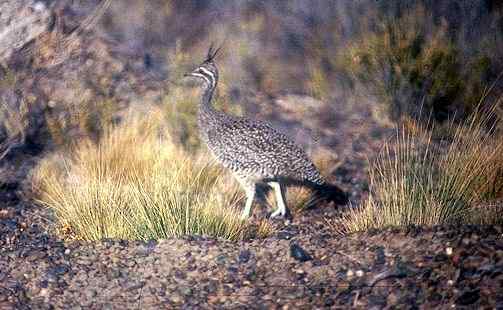 凤头䳍鸟(图)欣赏
